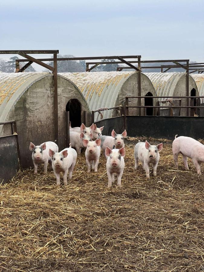 Willow Barn Luxury Countryside Accommodation In Bury St Edmunds Bury St. Edmunds المظهر الخارجي الصورة